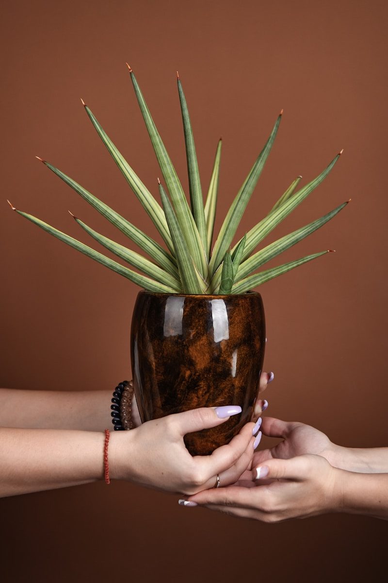Two hands hold a potted plant.